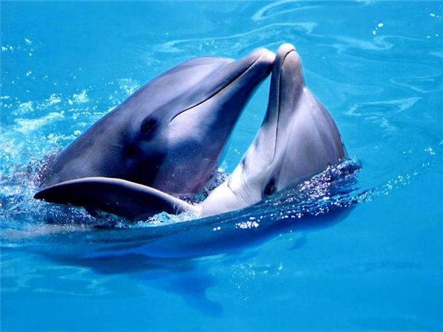 С весны 2016 года москвичи смогут поплавать с дельфинами